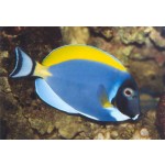 acanthurus_leucosternon_1.jpg