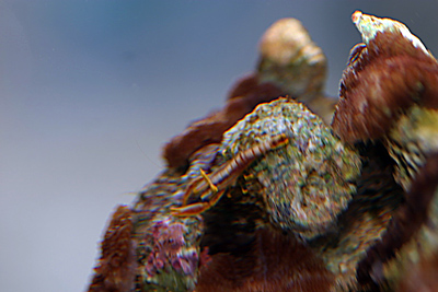 hvad er det for en ??