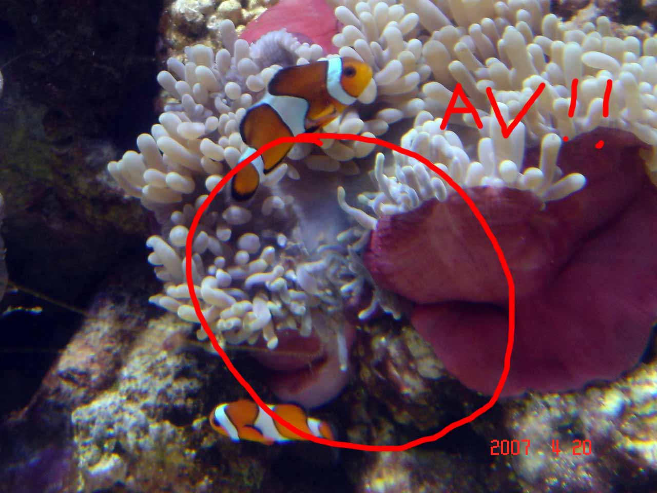 anemoneipumpe.jpg