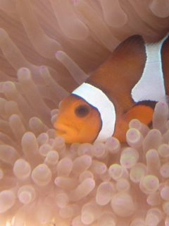 Her er hun uden en &amp;quot;sutter&amp;quot; men med åben mund