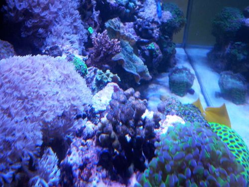 Acropora sp. i midten