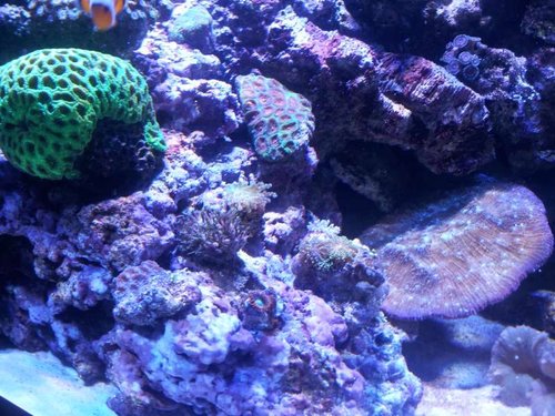 Plesiastra sp. i midten + Echinophyllia sp. til højre + diverse fragmenter nederst