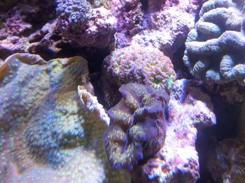 Blastomussa sp. + Musling