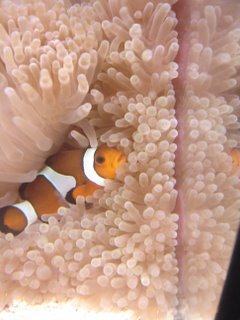 Her er hun uden en &amp;quot;sutter&amp;quot; men med åben mund