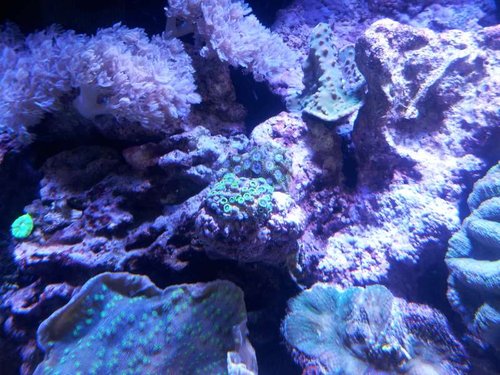Grønlige Zoas + skrigrønne Zoas i midt + Turbinaria sp. til højre top
