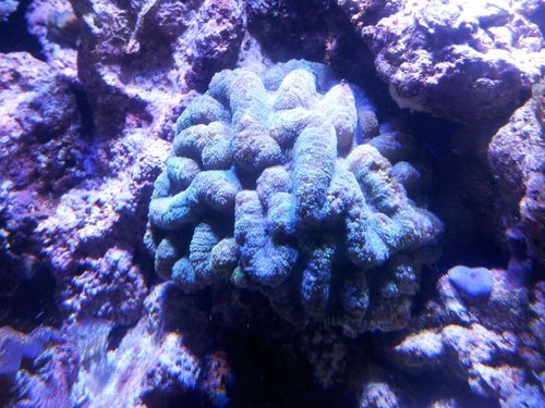 Symphyllia sp.