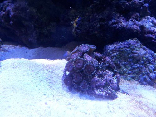 Lilla Zoas