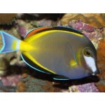 acanthurus_japonicus_1.jpg