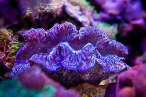 Michaels akvarium (6 of 45).jpg