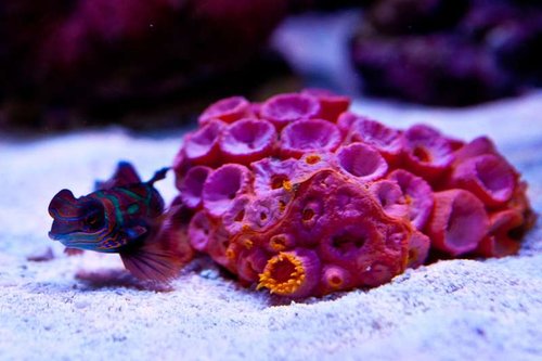Michaels akvarium (3 of 45).jpg