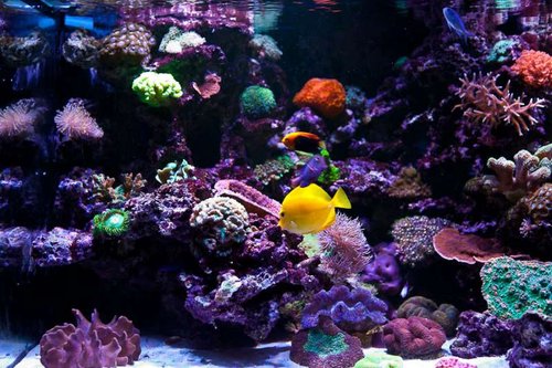 Michaels akvarium (37 of 45).jpg
