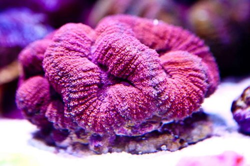 Michaels akvarium (41 of 45).jpg