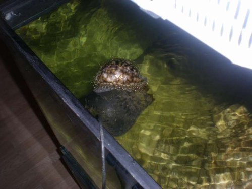 Fik lige et ekstra billed af ham, da han sidder på pumpen og får den til og suge luft, dejlig larm