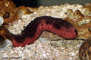 en sjov fætter  - men hvad æder den ?