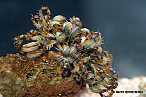 den går rundt i akvariet som en edderkop