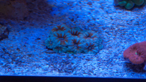 Acanthastrea (1 of 1).jpg