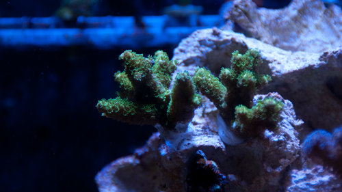 acro (3 of 1).jpg