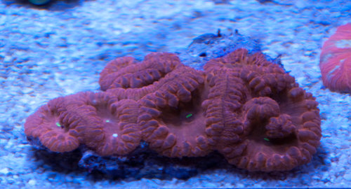 Blastomussa (1 of 1).jpg