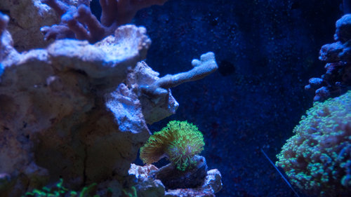 Sarcophyton (1 of 1).jpg