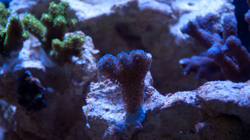 Stylophora (1 of 1).jpg