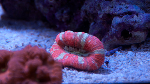 Trachyphyllia (1 of 1).jpg