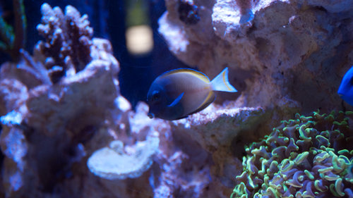 fisk (3 of 1).jpg