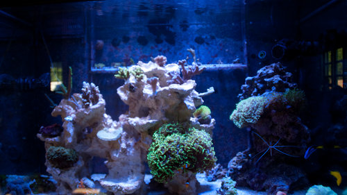 full tank (1 of 1).jpg