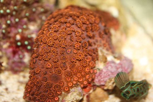 koral nummer 1.jpg (44.88 KiB) Vist 877 gange NUMMER 1