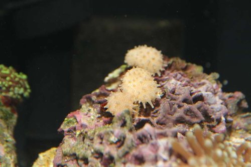 koral nummer 2.jpg (32.2 KiB) Vist 899 gange NUMMER 2 Tre små underlige piggede gevækster