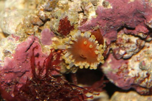 koral nummer 3.jpg (49.23 KiB) Vist 899 gange NUMMER 3 Tænker det kan være en skiveanemone men er langtfra sikker