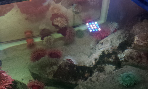 Flere anemoner