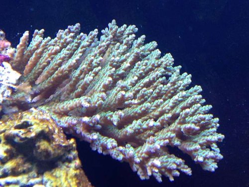 Er ikke sikker men vil mene at det er en  Acropora valida