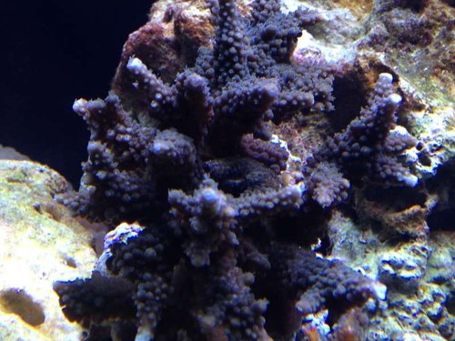 Acropora humilis