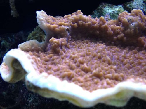Montipora capricornis