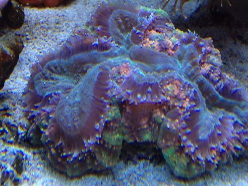 lobophyllia