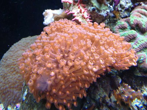goniopora
