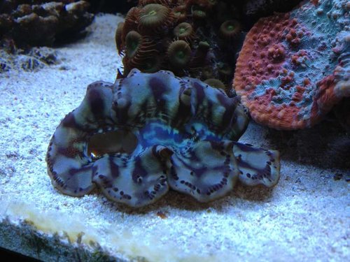 Tridacna maxima