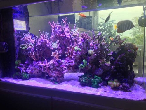 foto(31).JPG (57.79 KiB) Vist 1630 gange lige et hurdigt billede, det er ikke helt faldet til endnu, men tror det bliver max fedt.