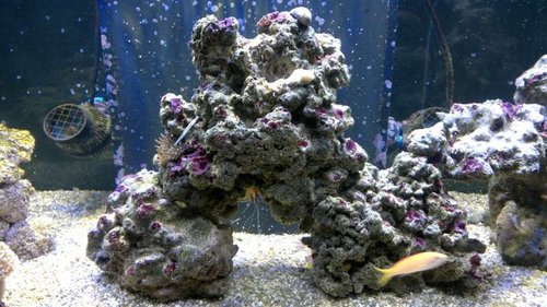 2013-06-18-2408.jpg (64.61 KiB) Vist 1457 gange Midten (elastik rundt om en levende sten, så Sarcophyton'en kan sætte sig fast)