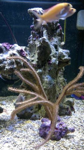 2013-06-18-2418.jpg (37.69 KiB) Vist 1252 gange Højre side (har savet 10 cm af, så jeg kan placere koraller på toppen)