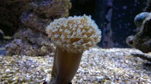 2013-06-18-2416.jpg (42.09 KiB) Vist 1457 gange Sarcophyton (nogen som ved, hvad denne hedder?)