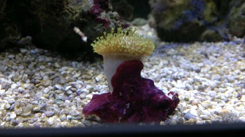 2013-06-18-2411.jpg (40.78 KiB) Vist 1251 gange Sarcophyton Elegance (hedder alle Sarcophyton dette?)