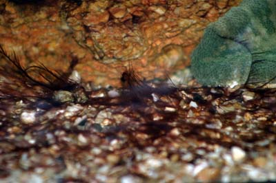 hvorfor er de der *?