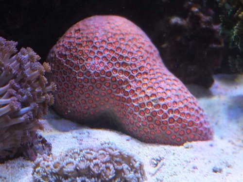 DSCF8557.jpg (52.76 KiB) Vist 1885 gange Ufattelig fluorescerende lyserød Goniopora