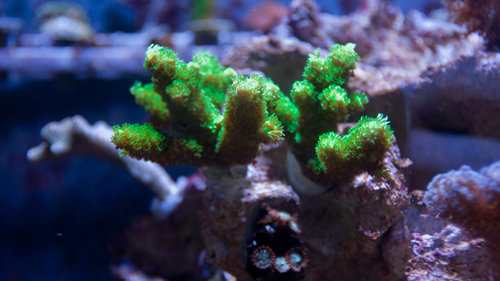 acro (1 of 1).jpg