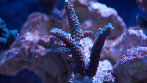 acro (4 of 1).jpg