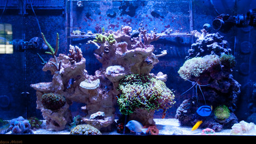fulltank (1 of 1).jpg