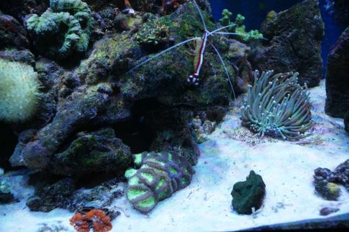 Blastomussa wellsi (Lilla/neongrøn), Lobophyllia, Montipora undata (Neongrøn bund/røde polypper), Heliofungia actiniformis, Montipora Danae (Grøn)
