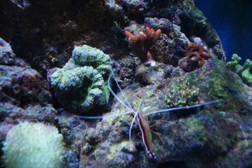 Lobophyllia, Montipora Digitata (Rød), Montipora undata (Neongrøn bund/røde polypper)