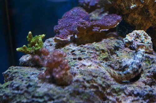 Acropora (Grøn), Montipora (Lilla), Acanthastrea, Pocillopora damicornis